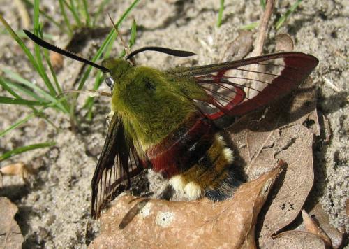 Hemaris fuciformis