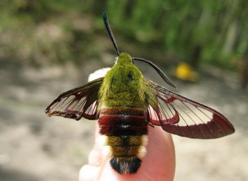 Hemaris fuciformis