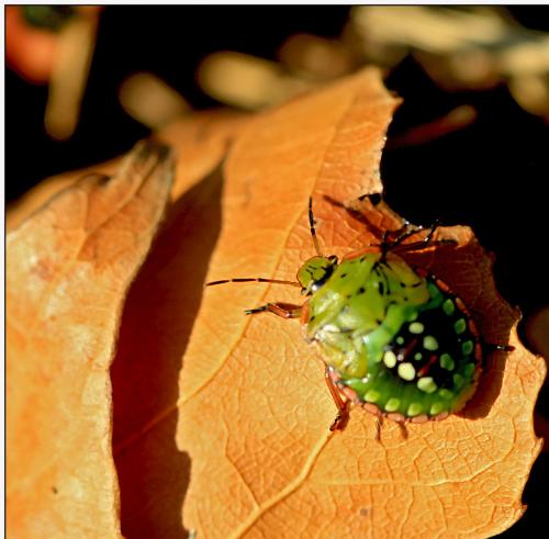 Nezara viridula