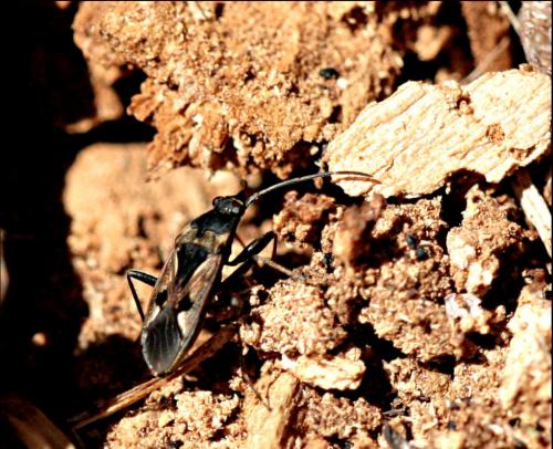 Réf. 133 954 : Rhyparochromus vulgaris