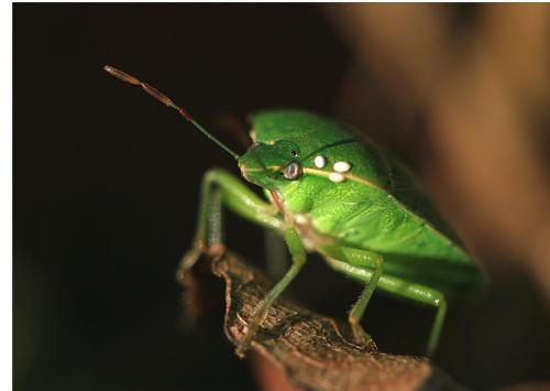 Nezara viridula