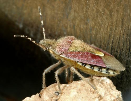 Dolycoris baccarum