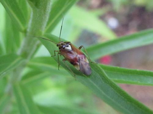 Lygus sp.