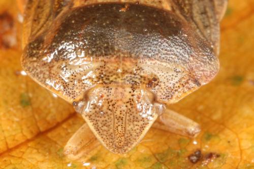 Eurygaster austriaca