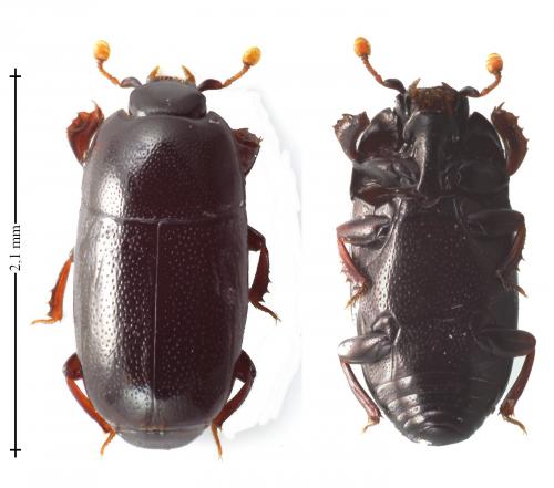 Réf. 133 267 : Paromalus parallelepipedus