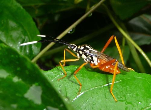 Holhymenia sp.