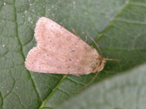 Hoplodrina sp.