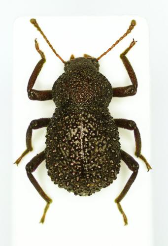 Sphaerocaulus sp.