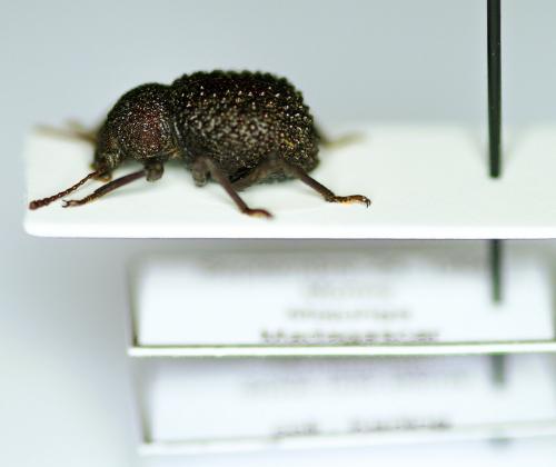 Réf. 133 179 : Sphaerocaulus sp.