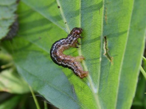 Réf. 133 388 : Hydriomena furcata