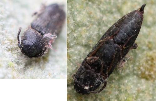 Réf. 133 292 : Hylis sp.