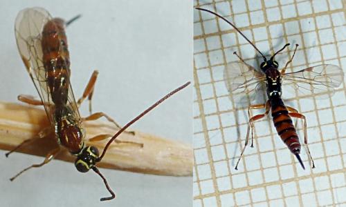 Tromatobia sp.