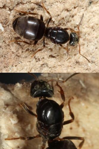 Réf. 133 852 : Lasius platythorax