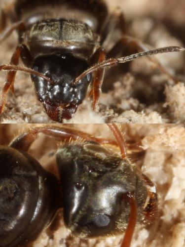 Réf. 133 853 : Lasius platythorax