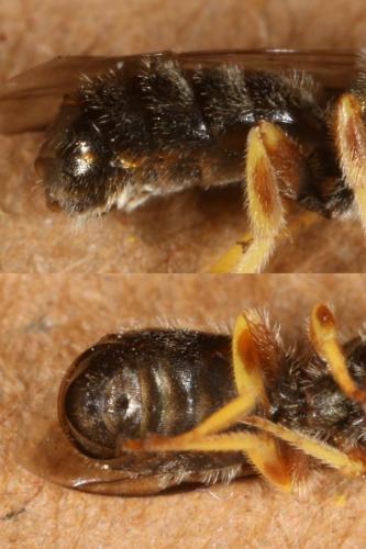 Lasioglossum sp.