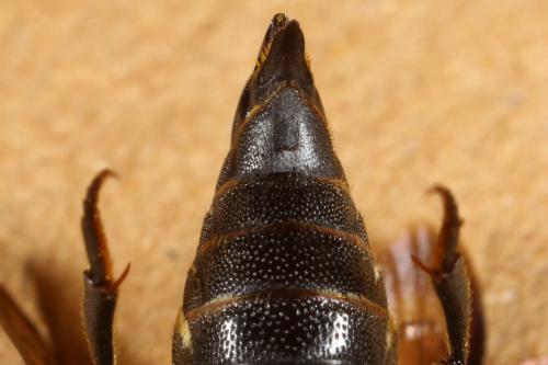 Réf. 133 899 : Coelioxys inermis