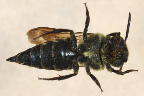 Réf. 133 900 : Coelioxys inermis