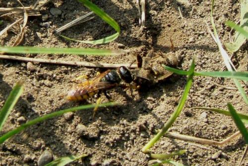 Philanthus triangulum