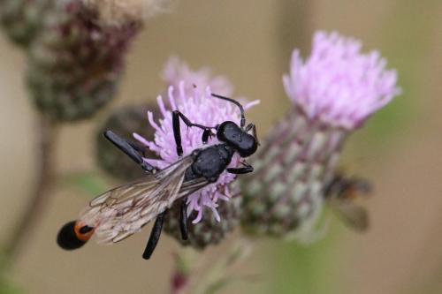 Ammophila sabulosa