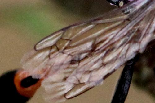 Réf. 133 902 : Ammophila sabulosa