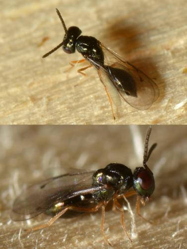 Coruna clavata
