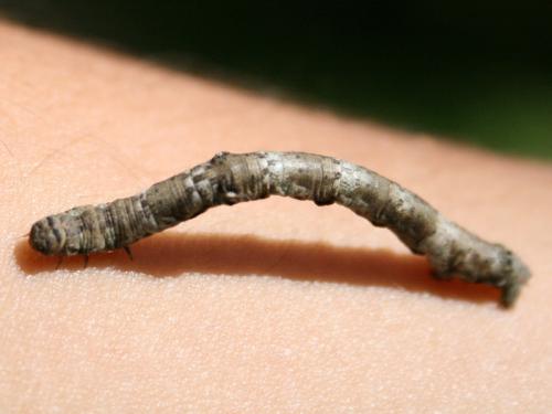 Hypomecis punctinalis