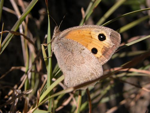 Hyponephele sp.