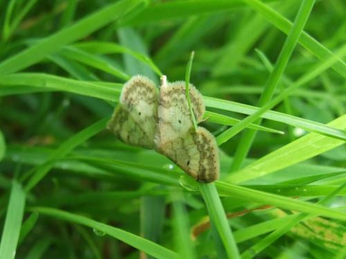 Réf. 133 375 : Idaea biselata