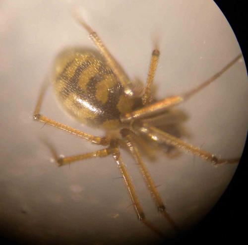 Bathyphantes gracilis