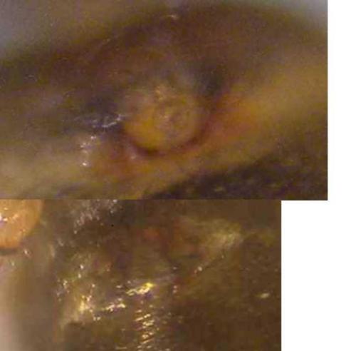 Bathyphantes gracilis