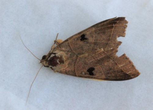 Réf. 133 513 : Ophiusa coronata
