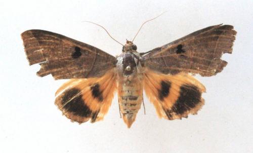 Réf. 133 514 : Ophiusa coronata