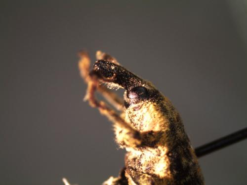 Réf. 133 700 : Larinus scolymi