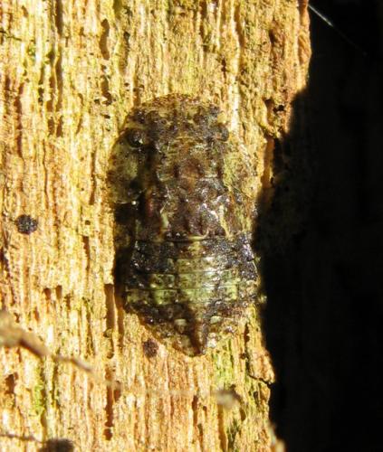Ledra aurita