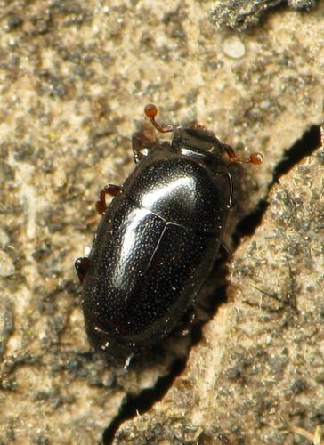 Réf. 133 373 : Paromalus flavicornis