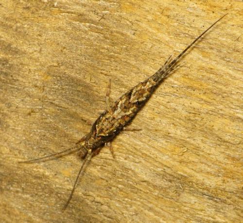 Réf. 133 458 : Lepismachilis y-signata