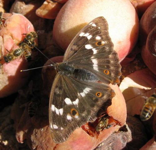 Apatura ilia