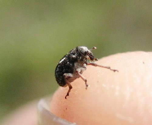 Réf. 133 542 : Rhinoncus castor