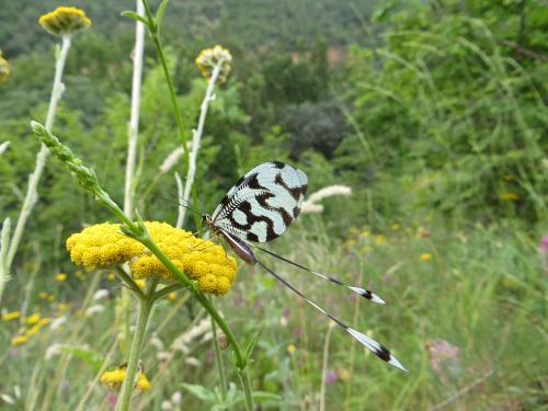 Réf. 133 506 : Nemoptera sinuata