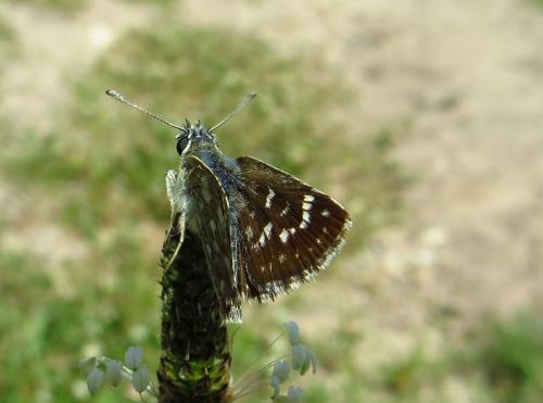 Spialia orbifer