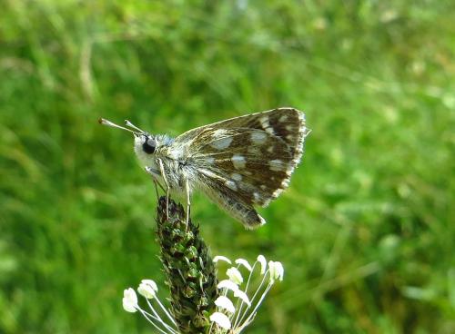 Réf. 133 561 : Spialia orbifer
