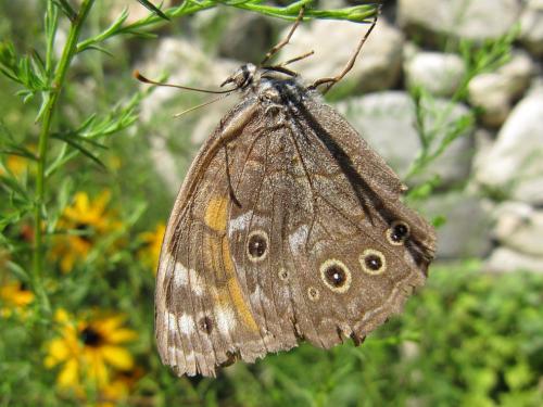 Kirinia roxelana