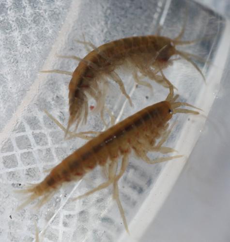 Gammarus pulex