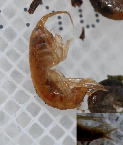 Gammarus pulex