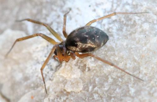 Réf. 133 601 : Tenuiphantes sp.