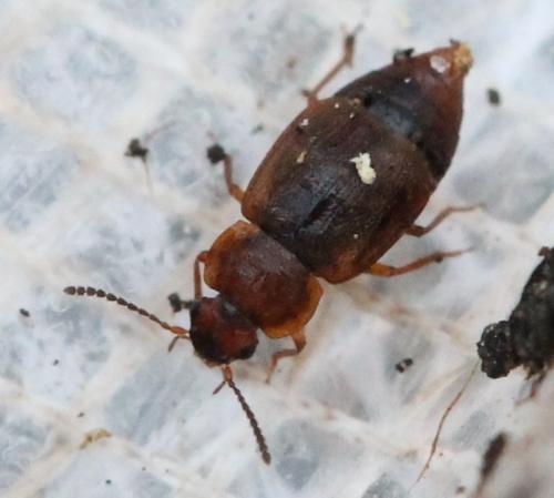 Anthobium unicolor