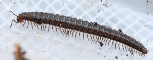 Craspedosoma raulinsii