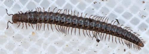 Craspedosoma raulinsii