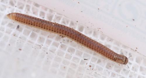 Cylindroiulus punctatus
