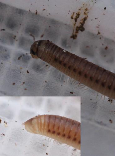 Cylindroiulus punctatus